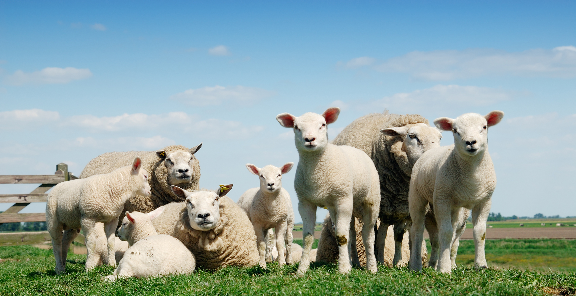 sheep family
